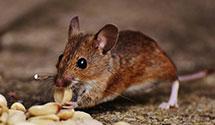 Find Exterminators in Dunklin County